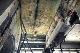 Best Asbestos and Lead Testing During Mold Inspection  in Ellsworth, KS